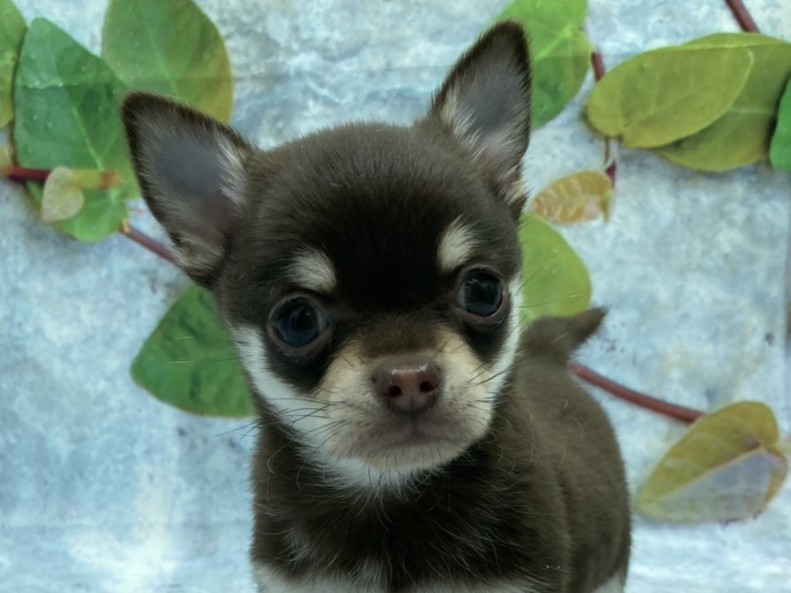 埼玉県のチワワ(ロング) (ペッツワン北本店/2025年12月13日生まれ/男の子/チョコレートタンホワイト)の子犬の1枚目の画像