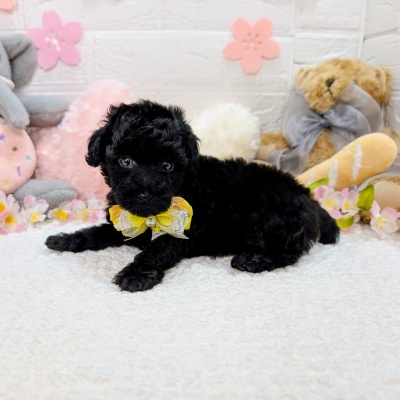 大阪府のトイプードル(トイ) (ペッツワン東大阪店/2026年2月7日生まれ/男の子/ブラック)の子犬の2枚目の画像