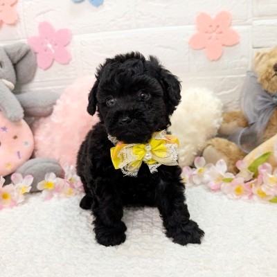 大阪府のトイプードル(トイ) (ペッツワン東大阪店/2026年2月7日生まれ/男の子/ブラック)の子犬の3枚目の画像