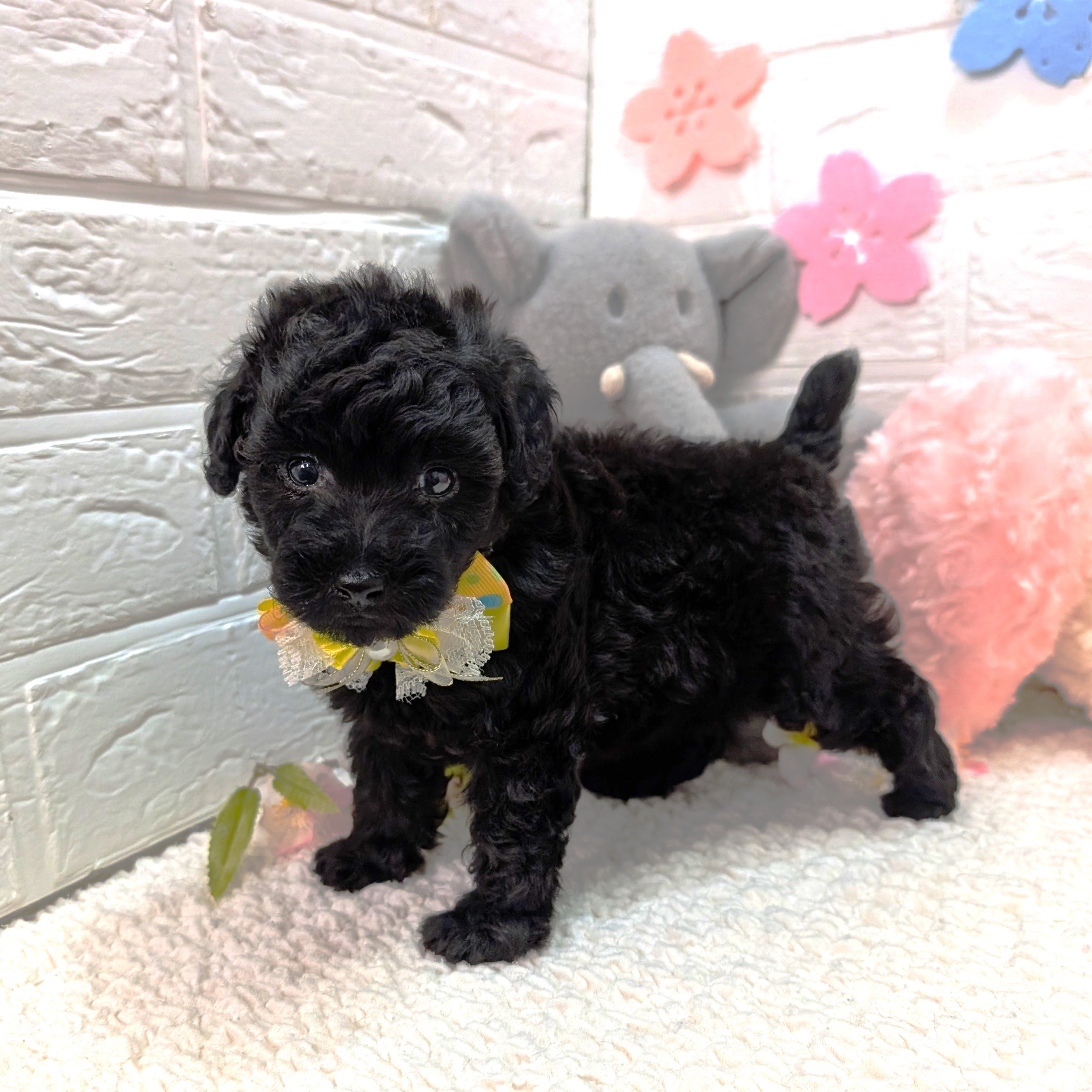 大阪府のトイプードル(トイ) (ペッツワン東大阪店/2026年2月7日生まれ/男の子/ブラック)の子犬の1枚目の画像