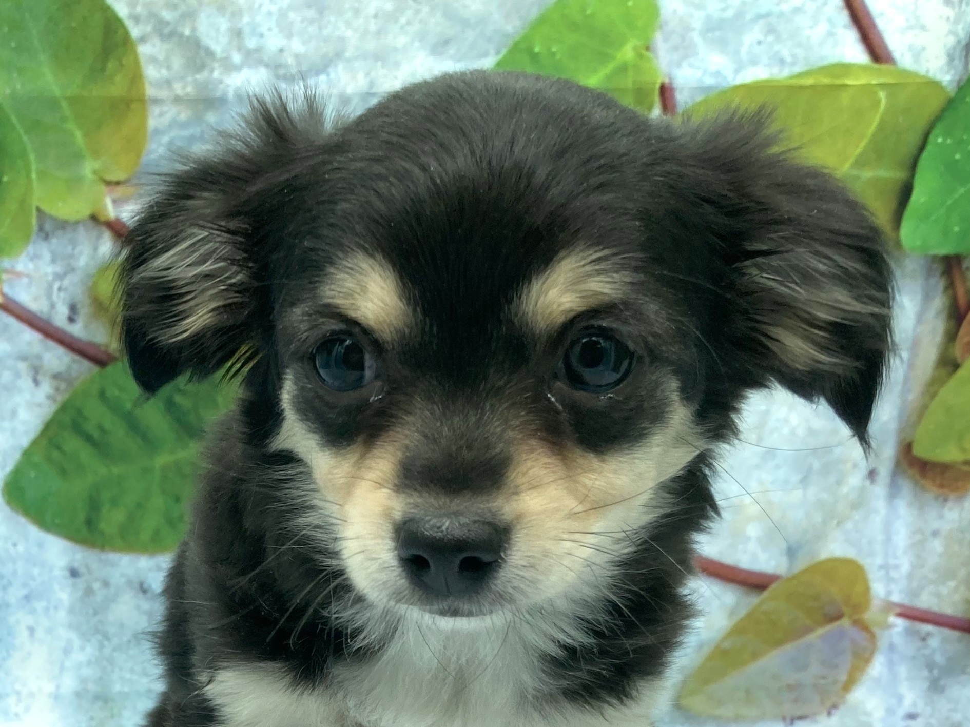 埼玉県のハーフ犬・ミックス犬 (ペッツワン北本店/2025年12月30日生まれ/女の子/ブラックタン)の子犬の1枚目の画像