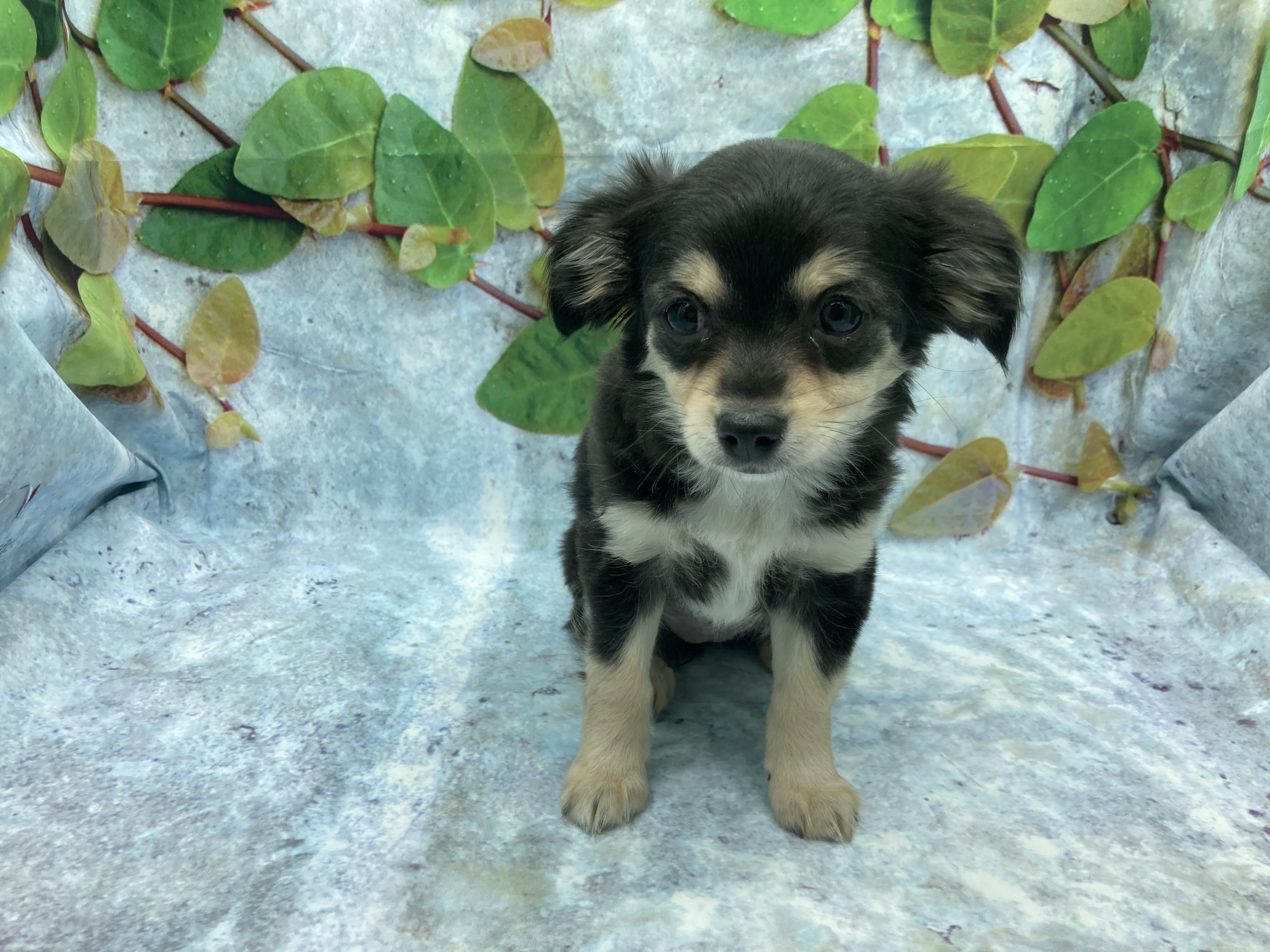 埼玉県のハーフ犬・ミックス犬 (ペッツワン北本店/2025年12月30日生まれ/女の子/ブラックタン)の子犬の2枚目の画像