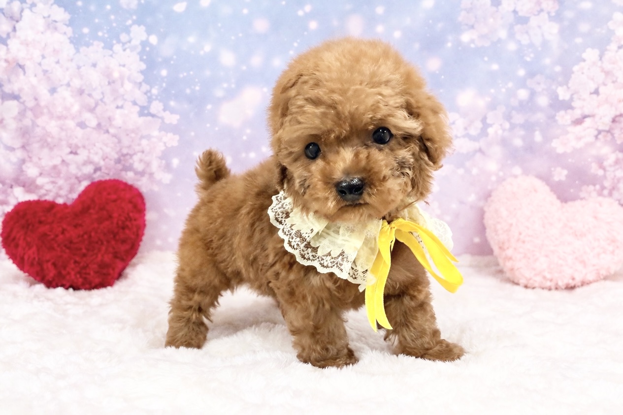 兵庫県のトイプードル(トイ) (ペッツワン神戸深江浜店/2026年2月11日生まれ/男の子/レッドフォーン)の子犬の3枚目の画像