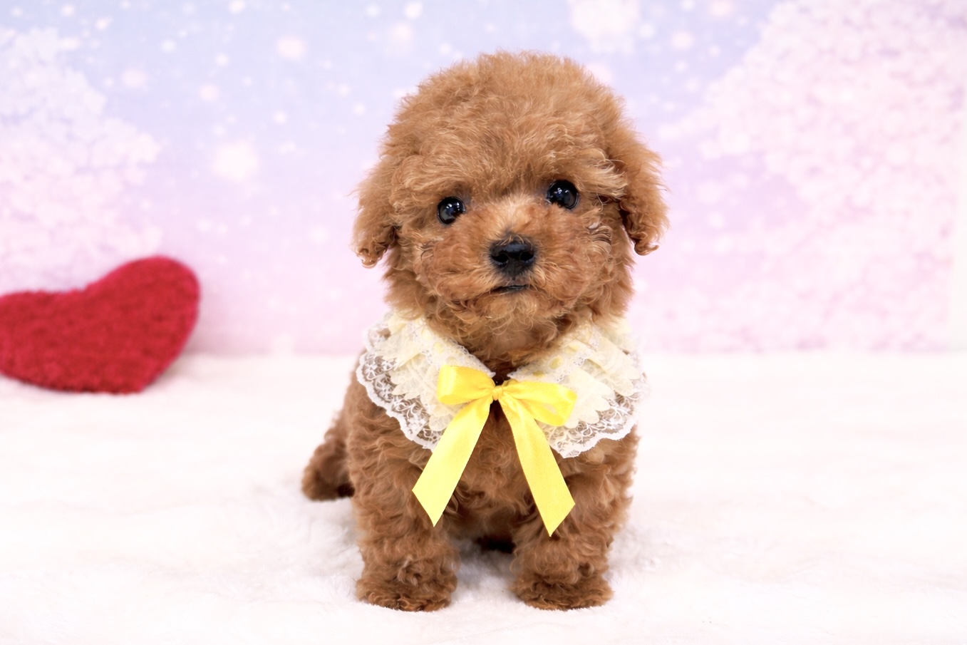 兵庫県のトイプードル(トイ) (ペッツワン神戸深江浜店/2026年2月11日生まれ/男の子/レッドフォーン)の子犬の1枚目の画像