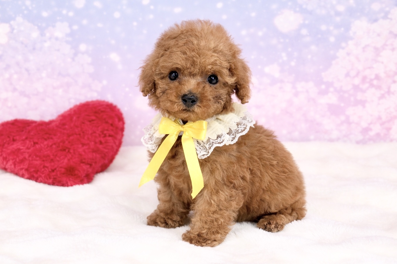 兵庫県のトイプードル(トイ) (ペッツワン神戸深江浜店/2026年2月11日生まれ/男の子/レッドフォーン)の子犬の2枚目の画像