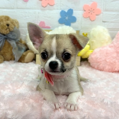 大阪府のチワワ(ロング) (ペッツワン東大阪店/2026年2月2日生まれ/女の子/フォーンホワイト)の子犬の3枚目の画像