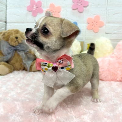 大阪府のチワワ(ロング) (ペッツワン東大阪店/2026年2月2日生まれ/女の子/フォーンホワイト)の子犬の2枚目の画像