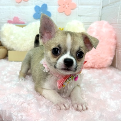 大阪府のチワワ(ロング) (ペッツワン東大阪店/2026年2月2日生まれ/女の子/フォーンホワイト)の子犬の1枚目の画像