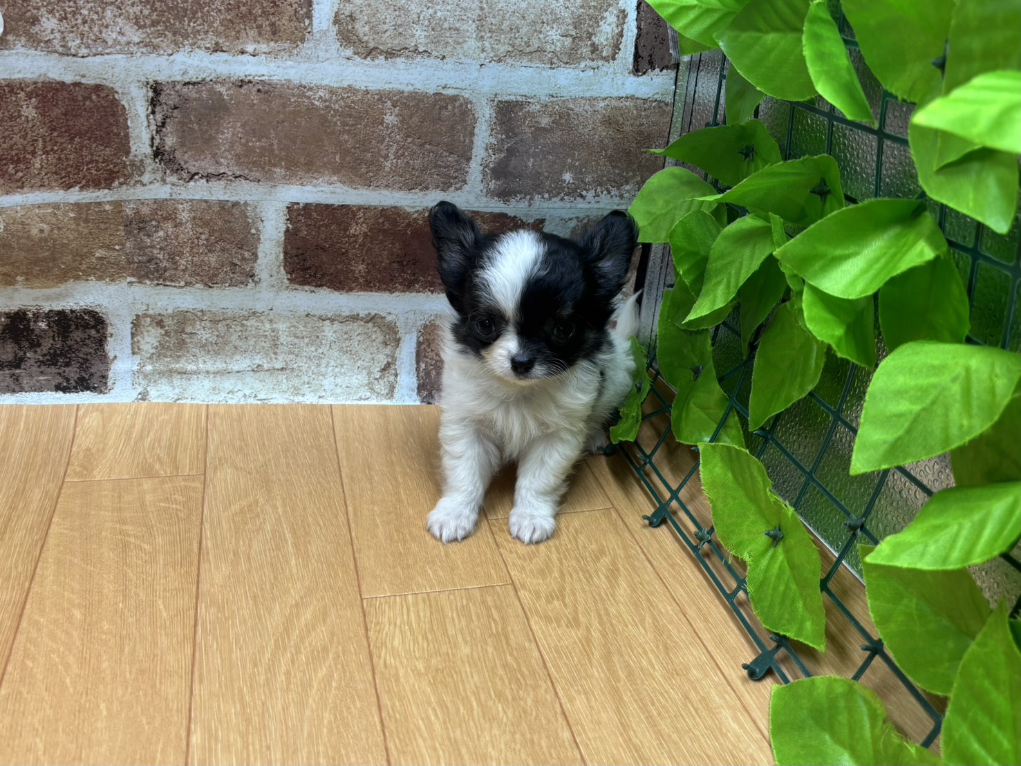 福島県のチワワ(ロング) (ペッツワン白河モール店/2026年2月7日生まれ/男の子/ホワイト&ﾌﾞﾗｯｸﾀﾝ)の子犬