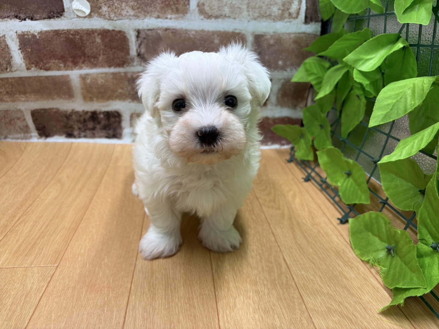 福島県のマルチーズ (ペッツワン白河モール店/2026年2月14日生まれ/男の子/ホワイト)の子犬