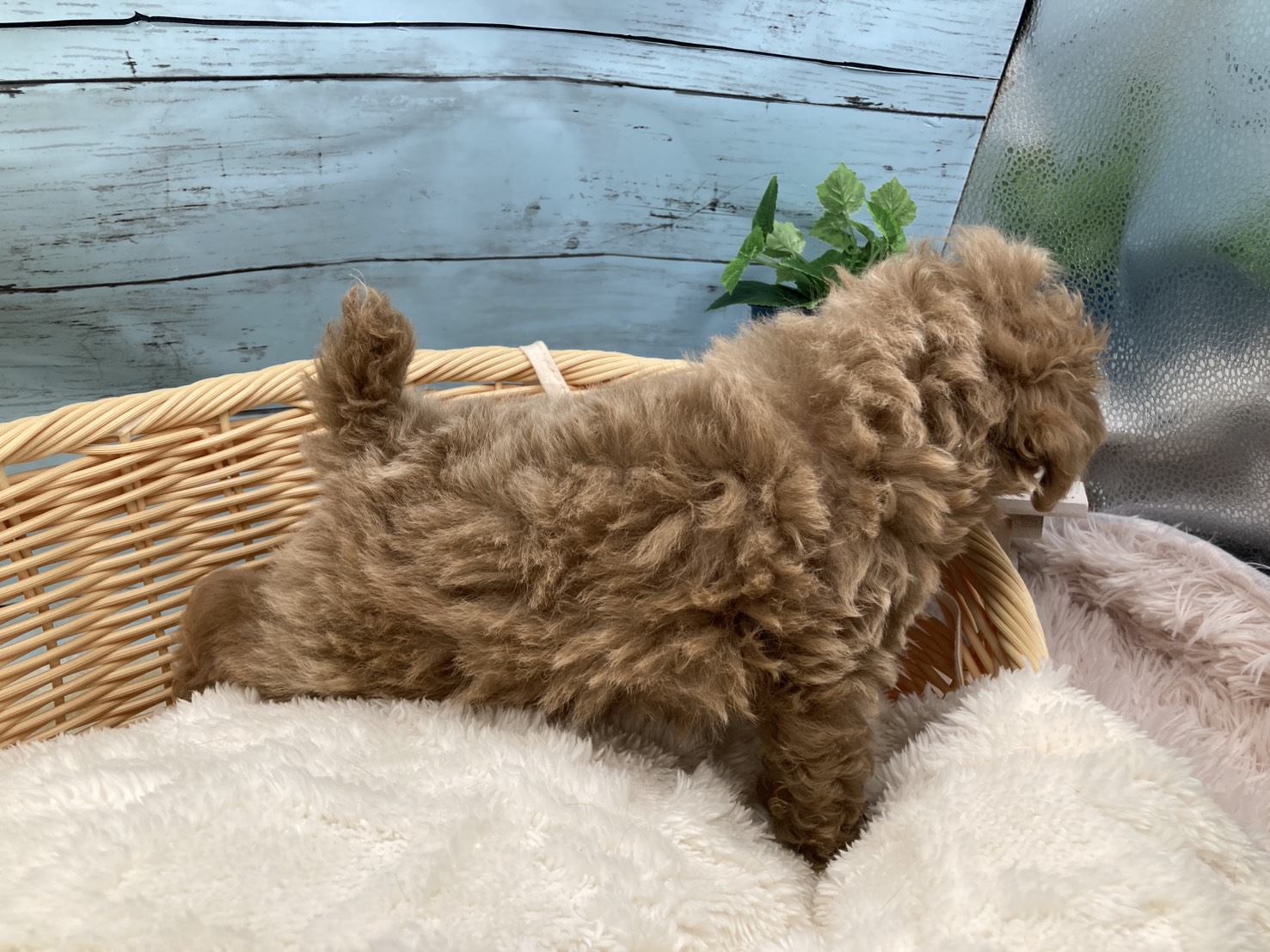 静岡県のトイプードル(トイ) (ペッツワン藤枝店/2025年12月2日生まれ/男の子/その他色)の子犬の3枚目の画像