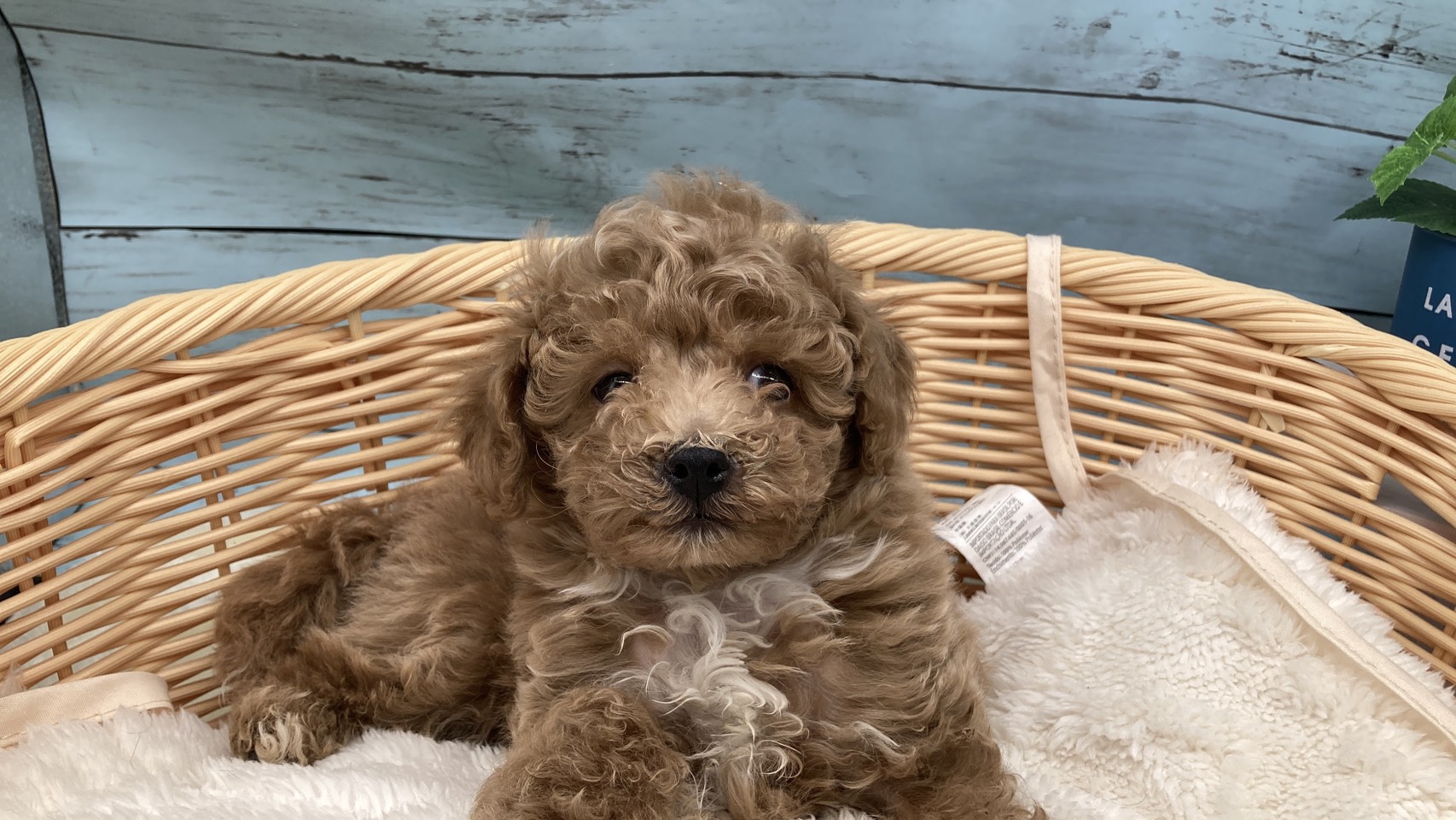 静岡県のトイプードル(トイ) (ペッツワン藤枝店/2025年12月2日生まれ/男の子/その他色)の子犬の2枚目の画像