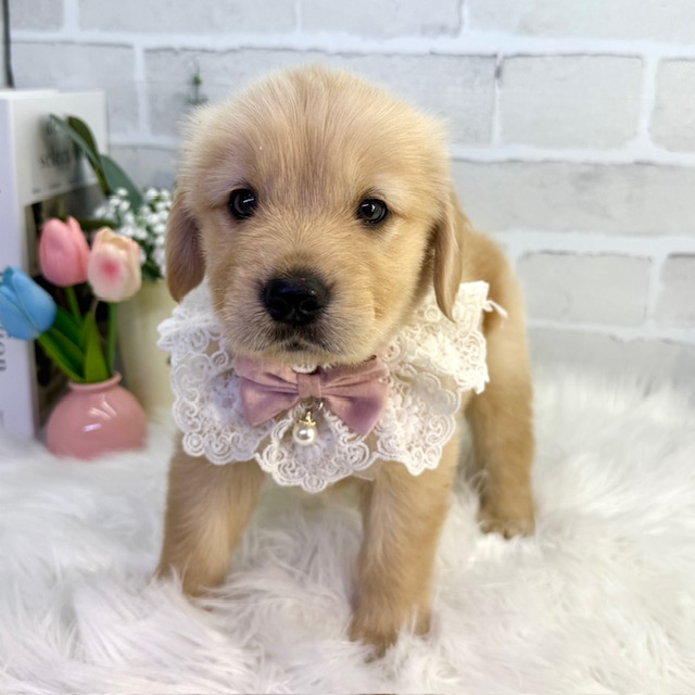 大阪府のゴールデンレトリバー (ペッツワン高槻店/2026年2月12日生まれ/女の子/ゴールデン)の子犬