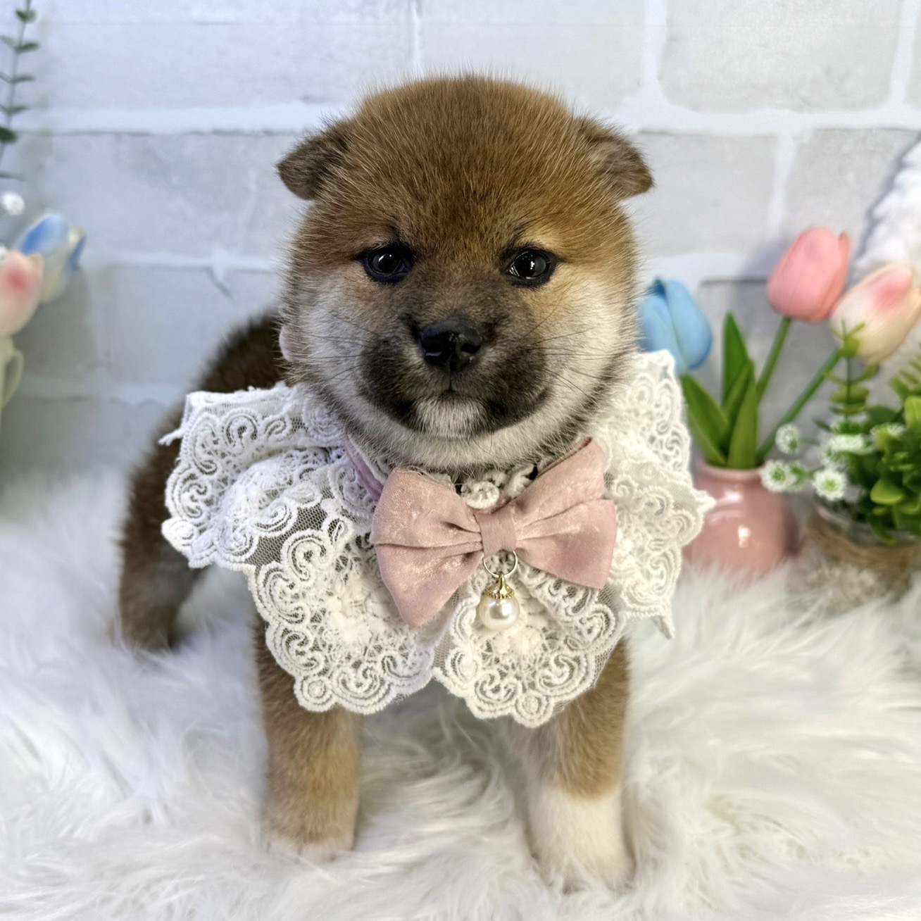 大阪府の柴犬(標準サイズ) (ペッツワン高槻店/2026年2月12日生まれ/女の子/赤)の子犬の2枚目の画像