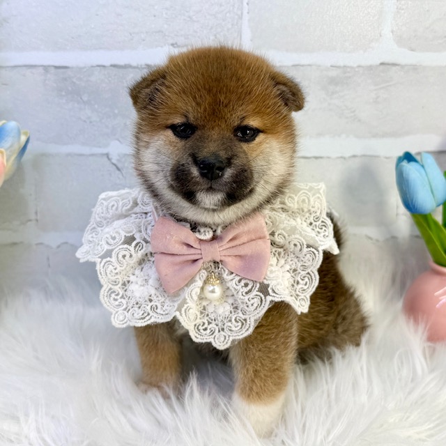 大阪府の柴犬(標準サイズ) (ペッツワン高槻店/2026年2月12日生まれ/女の子/赤)の子犬の1枚目の画像