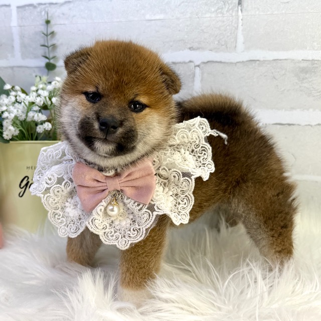 大阪府の柴犬(標準サイズ) (ペッツワン高槻店/2026年2月12日生まれ/女の子/赤)の子犬の3枚目の画像