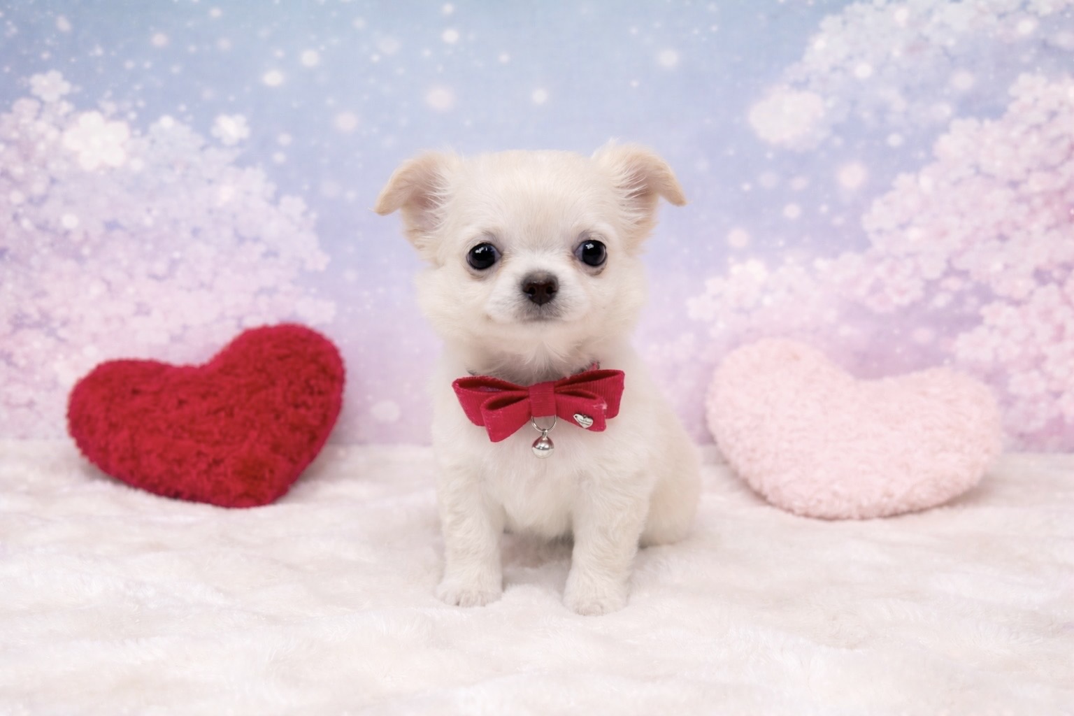 兵庫県のチワワ(ロング) (ペッツワン神戸深江浜店/2026年2月9日生まれ/女の子/クリーム)の子犬の1枚目の画像