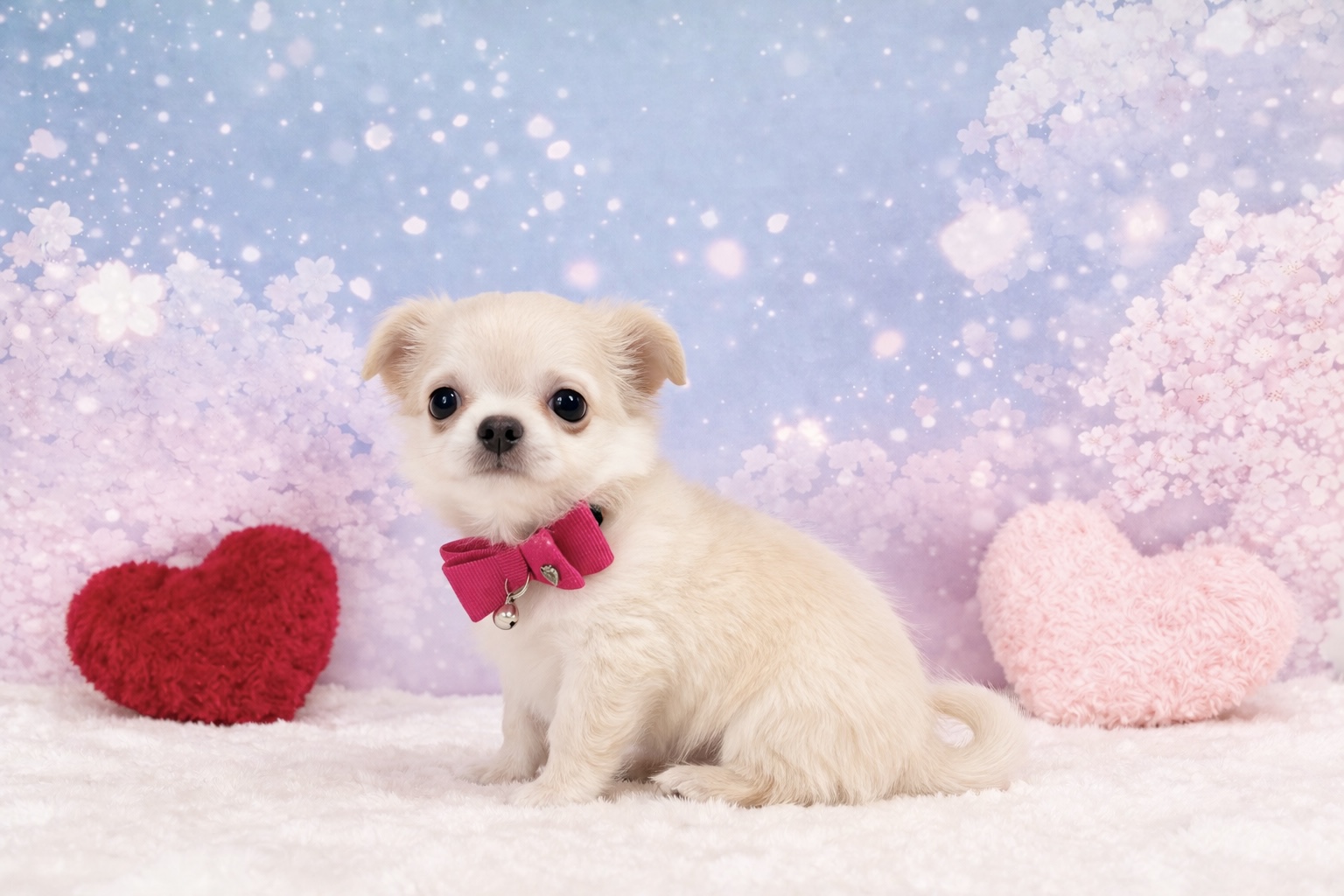 兵庫県のチワワ(ロング) (ペッツワン神戸深江浜店/2026年2月9日生まれ/女の子/クリーム)の子犬の2枚目の画像