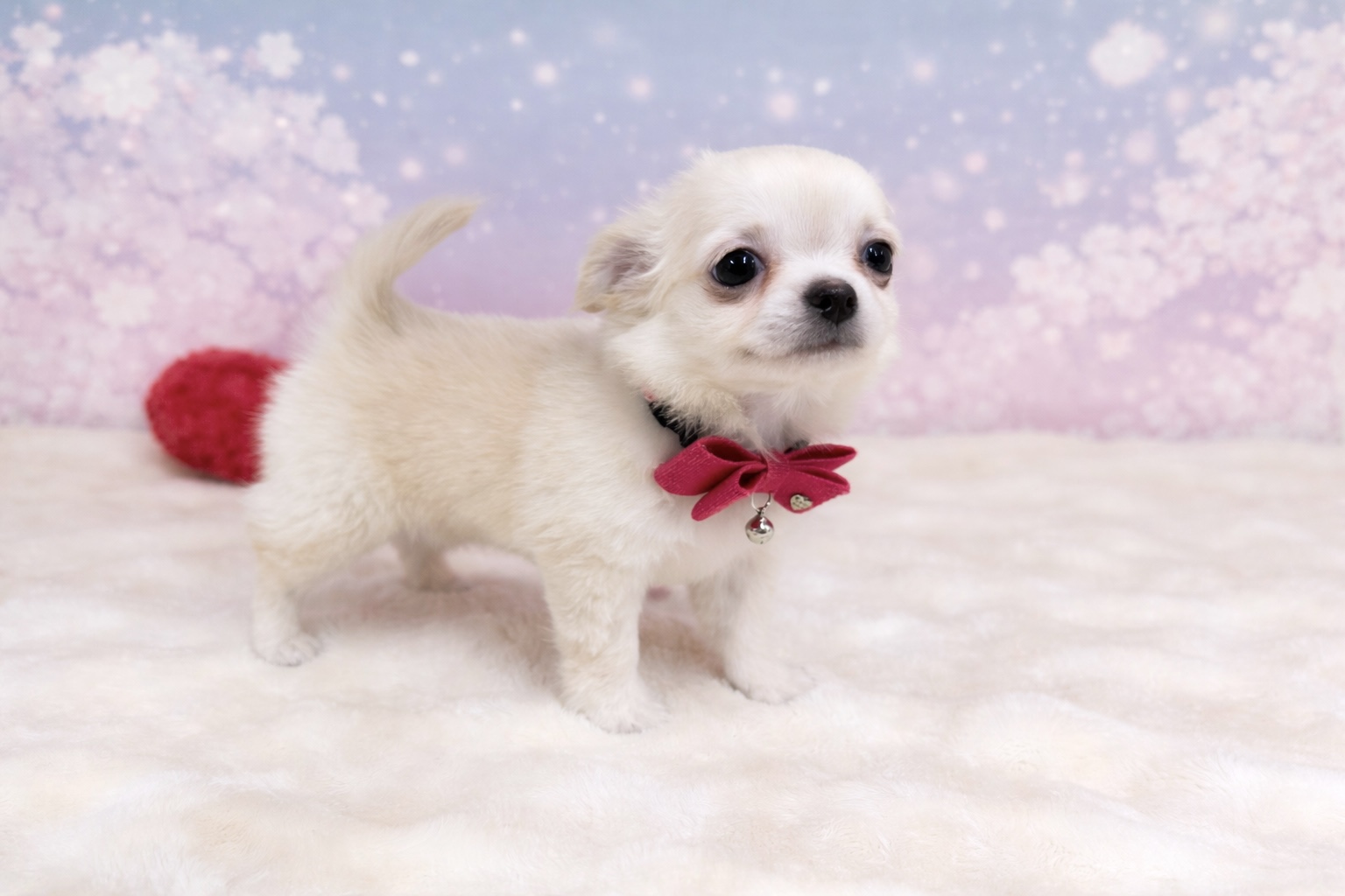 兵庫県のチワワ(ロング) (ペッツワン神戸深江浜店/2026年2月9日生まれ/女の子/クリーム)の子犬の3枚目の画像