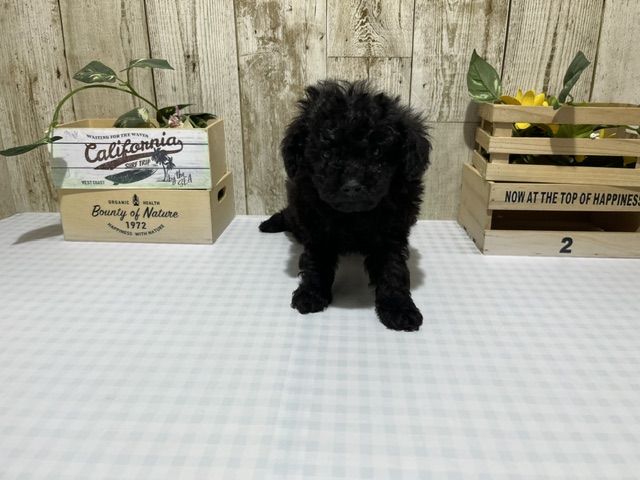 静岡県のトイプードル(トイ) (ペッツワン浜松都田テクノ店/2026年2月12日生まれ/女の子/ブラック)の子犬