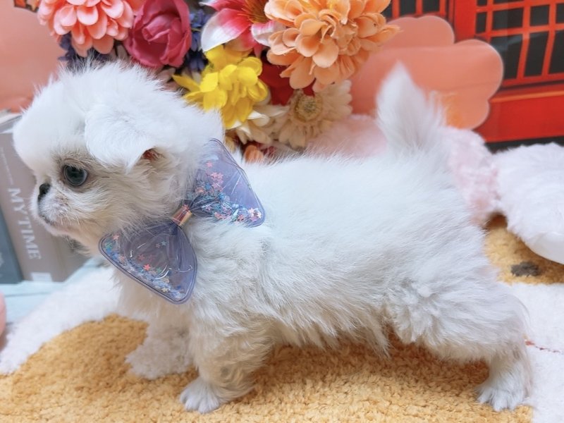 愛知県のペキニーズ (ペッツワン豊田四郷店/2025年11月8日生まれ/男の子/ホワイト)の子犬の3枚目の画像