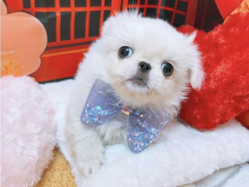 愛知県のペキニーズ (ペッツワン豊田四郷店/2025年11月8日生まれ/男の子/ホワイト)の子犬の2枚目の画像