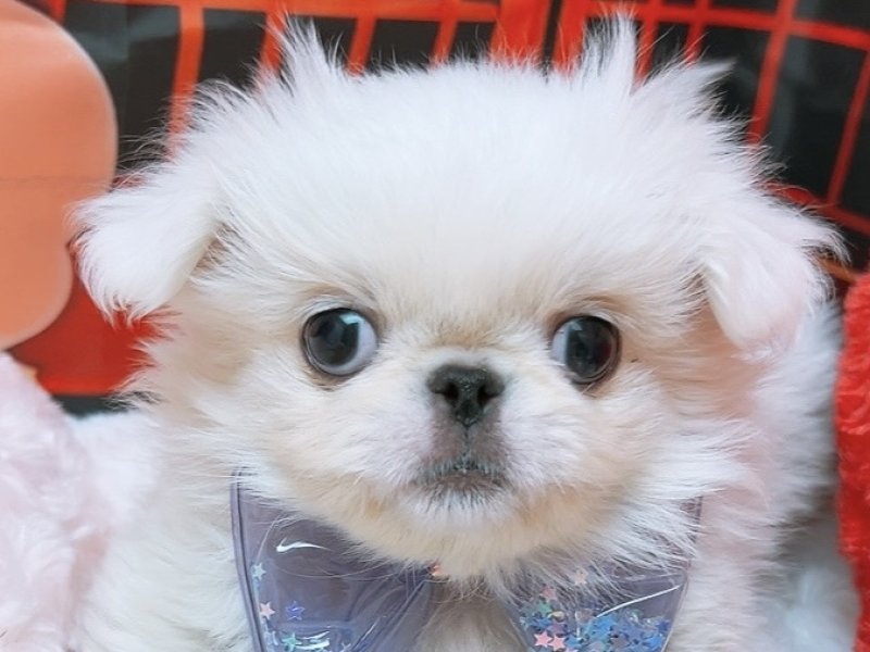 愛知県のペキニーズ (ペッツワン豊田四郷店/2025年11月8日生まれ/男の子/ホワイト)の子犬の1枚目の画像