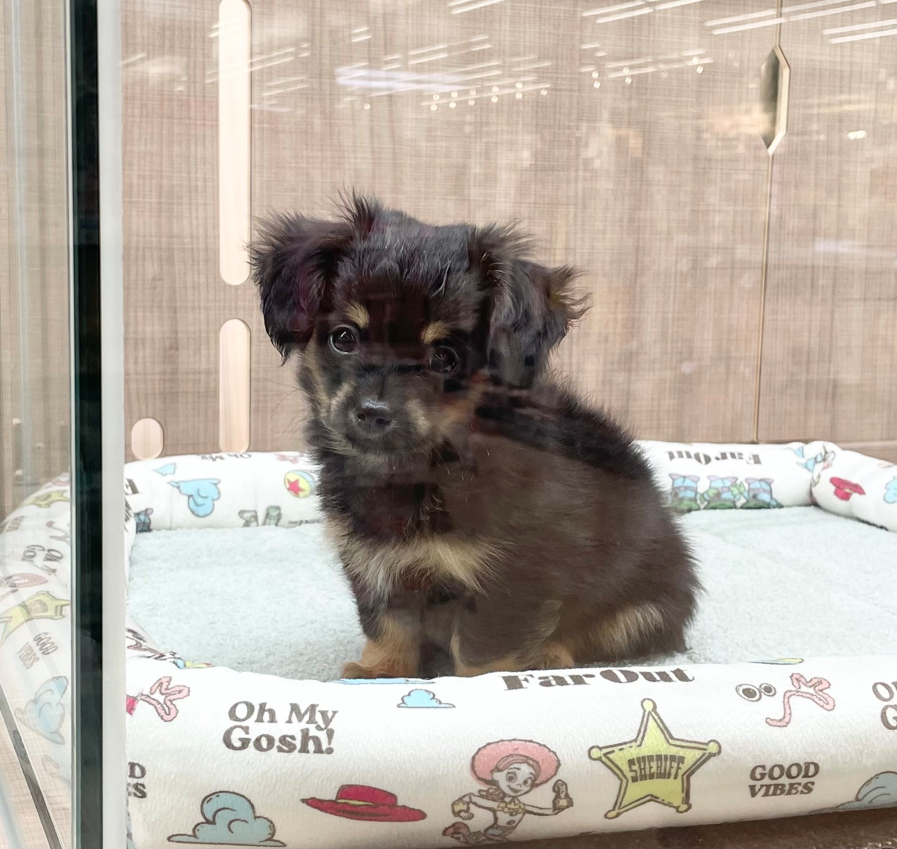 岐阜県のハーフ犬・ミックス犬 (ペッツワン可児店/2026年2月2日生まれ/男の子/ブラックタン)の子犬の2枚目の画像