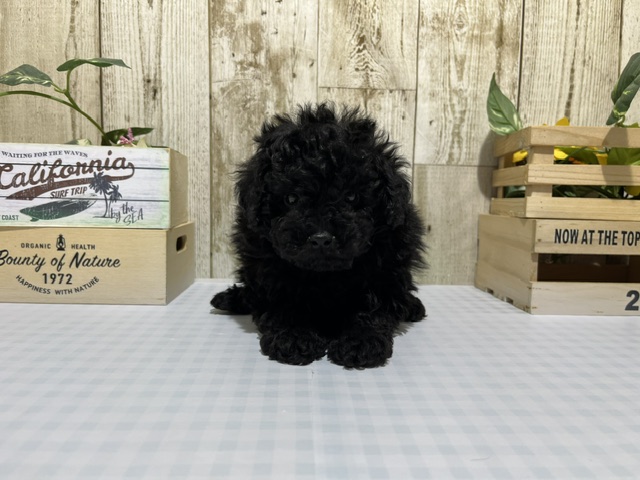 静岡県のトイプードル(トイ) (ペッツワン浜松都田テクノ店/2026年2月12日生まれ/男の子/ブラック)の子犬