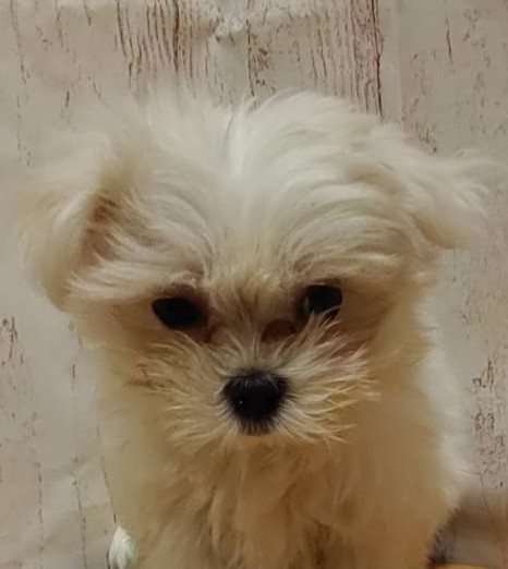 埼玉県のマルチーズ (ペッツワン羽生店/2026年2月12日生まれ/女の子/ホワイト)の子犬の1枚目の画像