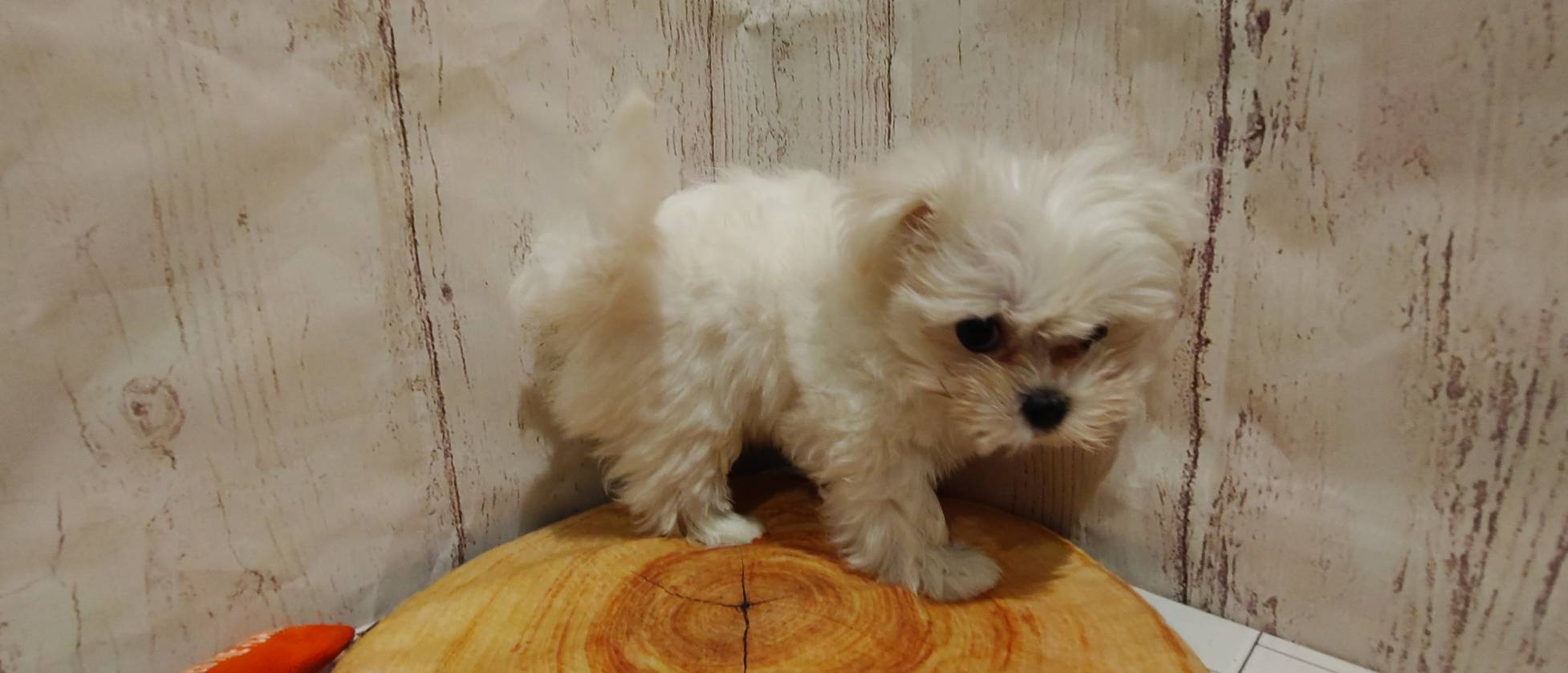 埼玉県のマルチーズ (ペッツワン羽生店/2026年2月12日生まれ/女の子/ホワイト)の子犬の2枚目の画像