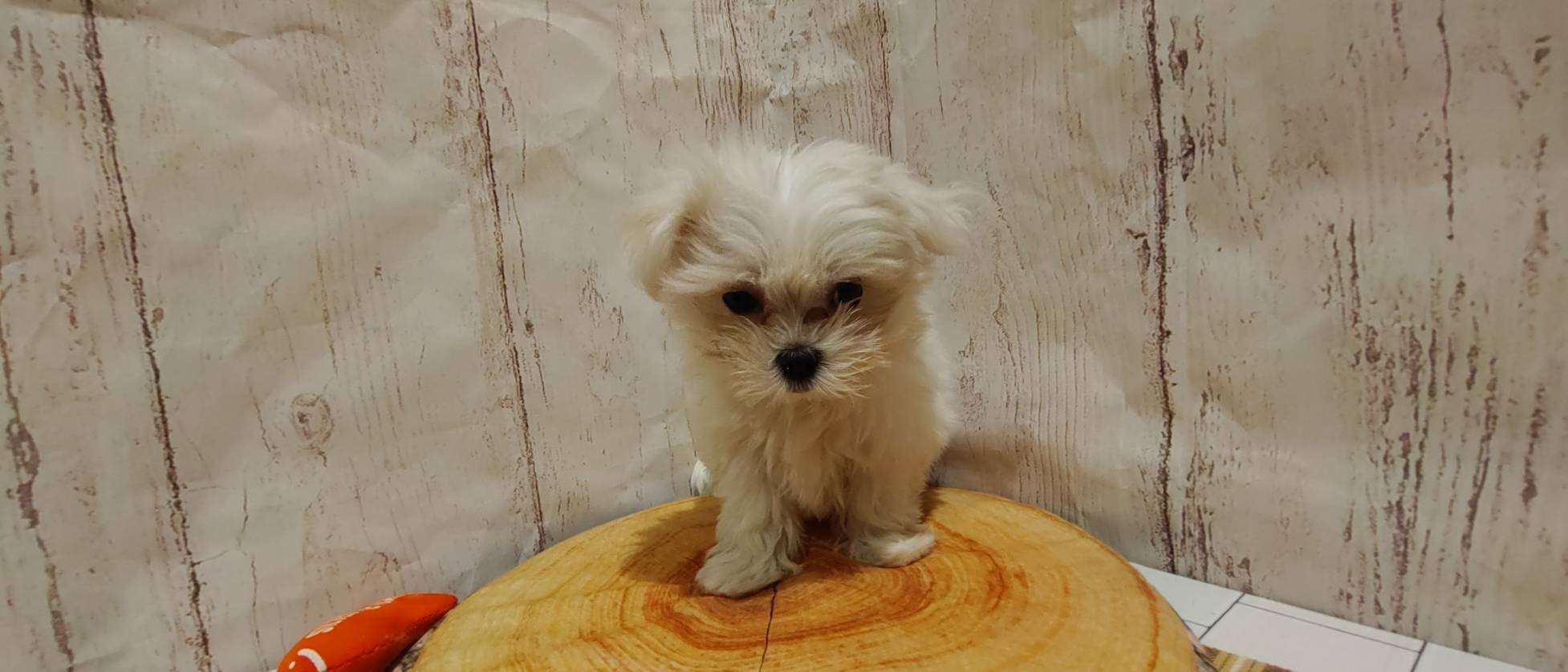 埼玉県のマルチーズ (ペッツワン羽生店/2026年2月12日生まれ/女の子/ホワイト)の子犬の3枚目の画像