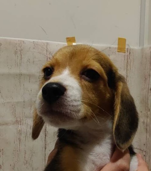 埼玉県のビーグル (ペッツワン羽生店/2026年1月21日生まれ/女の子/ハウンドカラー)の子犬の3枚目の画像