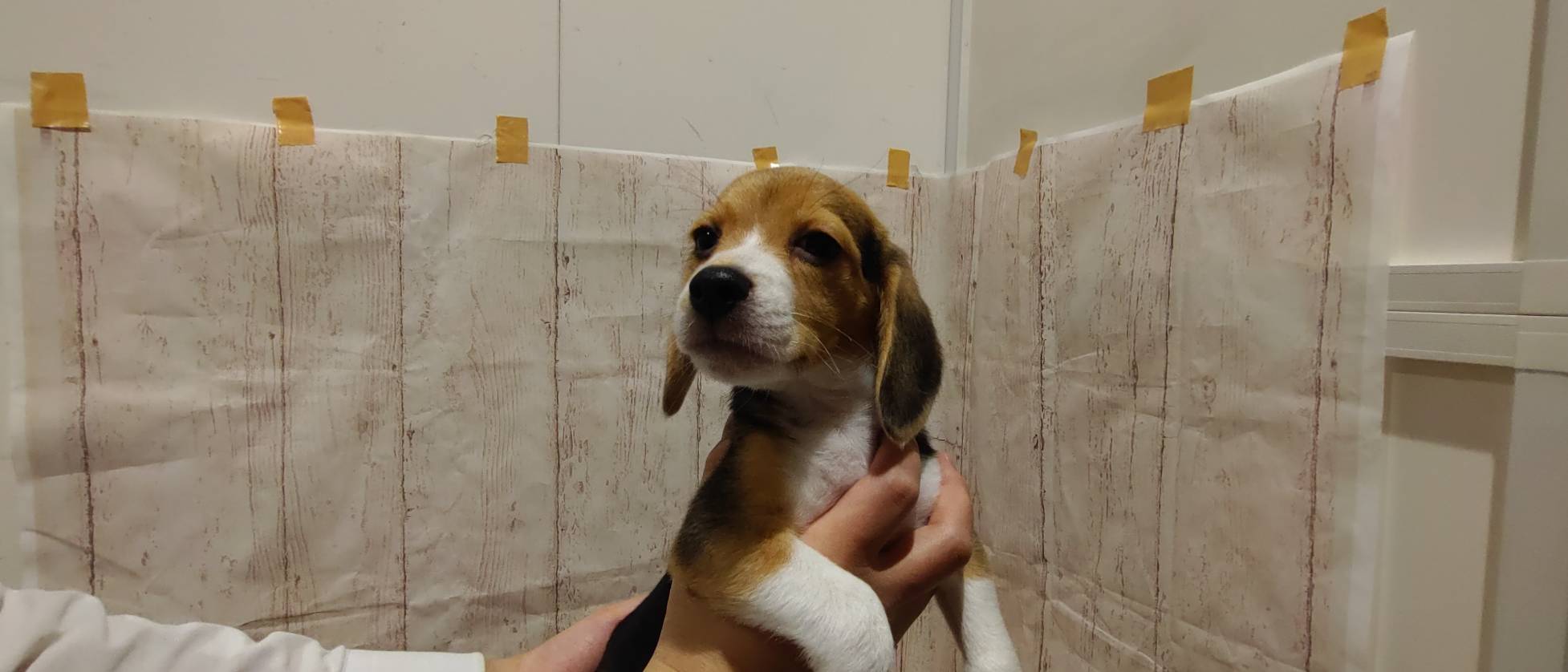 埼玉県のビーグル (ペッツワン羽生店/2026年1月21日生まれ/女の子/ハウンドカラー)の子犬の1枚目の画像