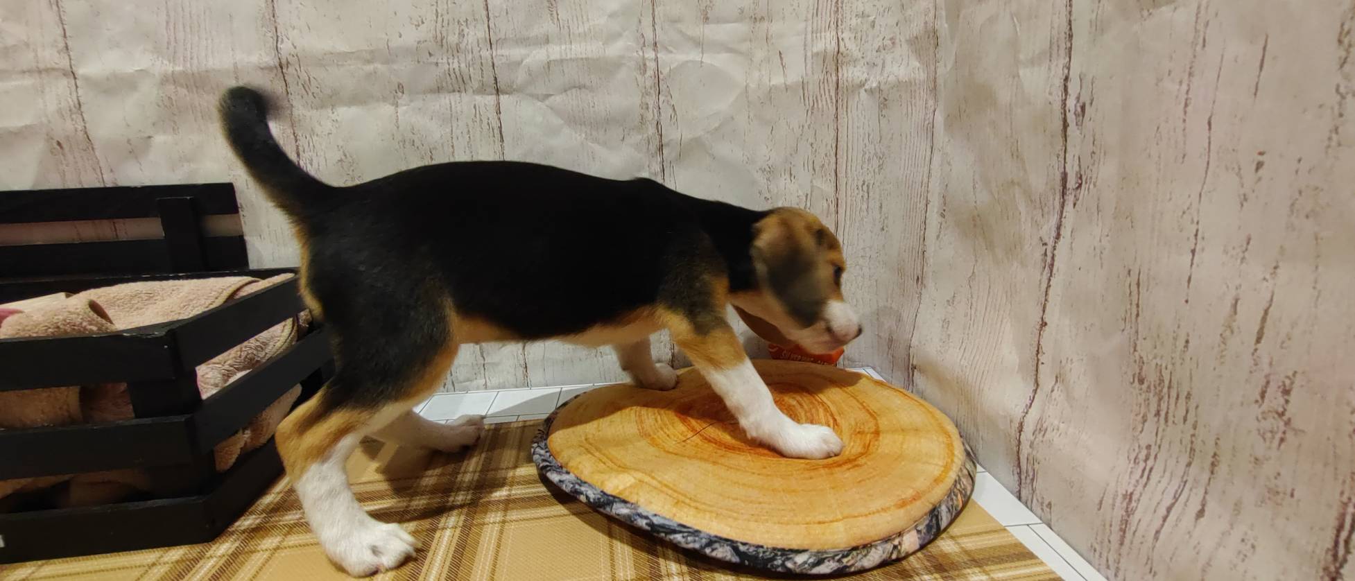 埼玉県のビーグル (ペッツワン羽生店/2026年1月21日生まれ/女の子/ハウンドカラー)の子犬の2枚目の画像