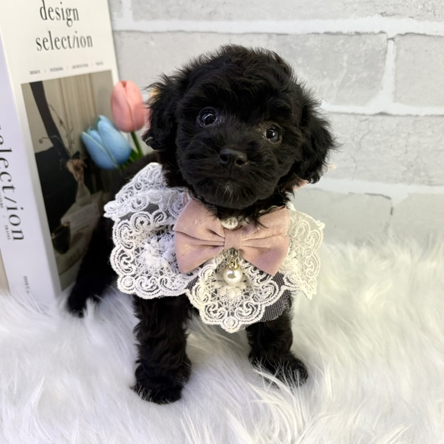 大阪府のトイプードル(トイ) (ペッツワン高槻店/2026年2月7日生まれ/女の子/ブラック)の子犬の3枚目の画像