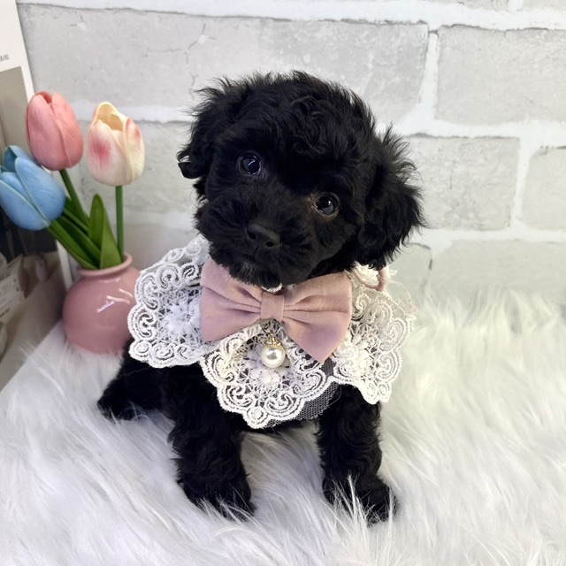 大阪府のトイプードル(トイ) (ペッツワン高槻店/2026年2月7日生まれ/女の子/ブラック)の子犬の2枚目の画像