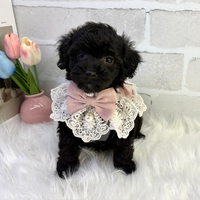 大阪府のトイプードル(トイ) (ペッツワン高槻店/2026年2月7日生まれ/女の子/ブラック)の子犬の1枚目の画像
