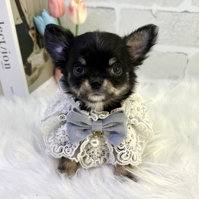 大阪府のチワワ(ロング) (ペッツワン高槻店/2026年2月14日生まれ/男の子/ブラックタンホワイト)の子犬の1枚目の画像