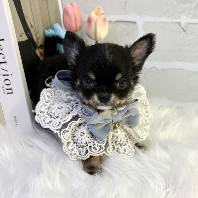 大阪府のチワワ(ロング) (ペッツワン高槻店/2026年2月14日生まれ/男の子/ブラックタンホワイト)の子犬の3枚目の画像