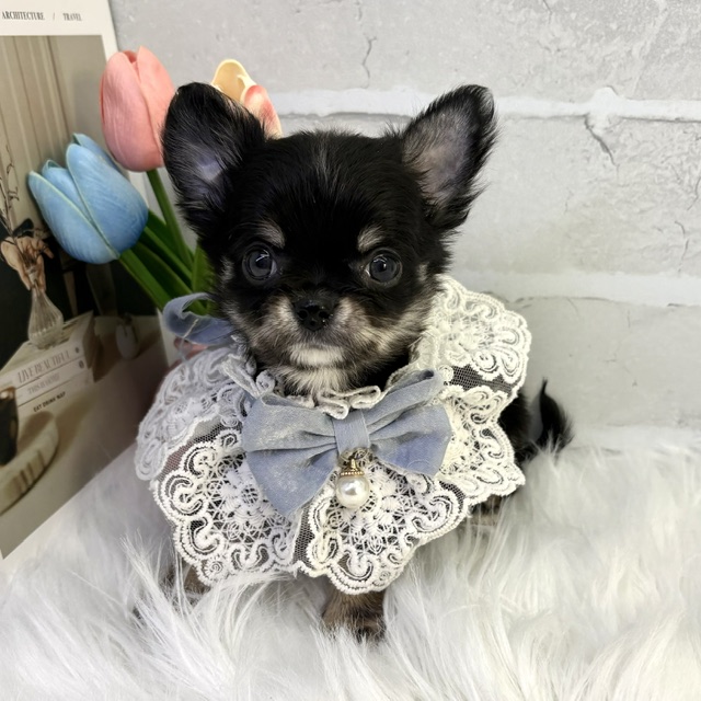 大阪府のチワワ(ロング) (ペッツワン高槻店/2026年2月14日生まれ/男の子/ブラックタンホワイト)の子犬の2枚目の画像