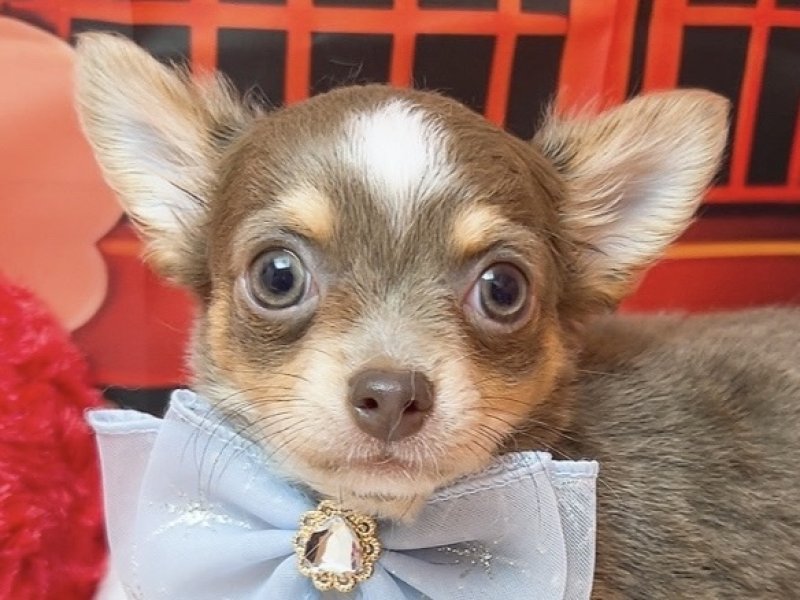 沖縄県のチワワ(ロング) (ペッツワンFCあがり浜店/2025年11月14日生まれ/男の子/ｲｻﾞﾍﾞﾗﾎﾜｲﾄ)の子犬