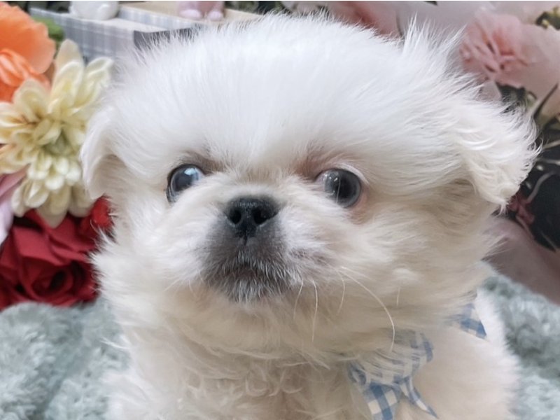 沖縄県のペキニーズ (ペッツワンFCあがり浜店/2025年11月30日生まれ/男の子/ホワイト)の子犬