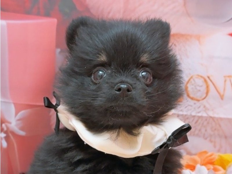 沖縄県のポメラニアン (ペッツワンFCあがり浜店/2026年2月13日生まれ/女の子/ブラックタン)の子犬