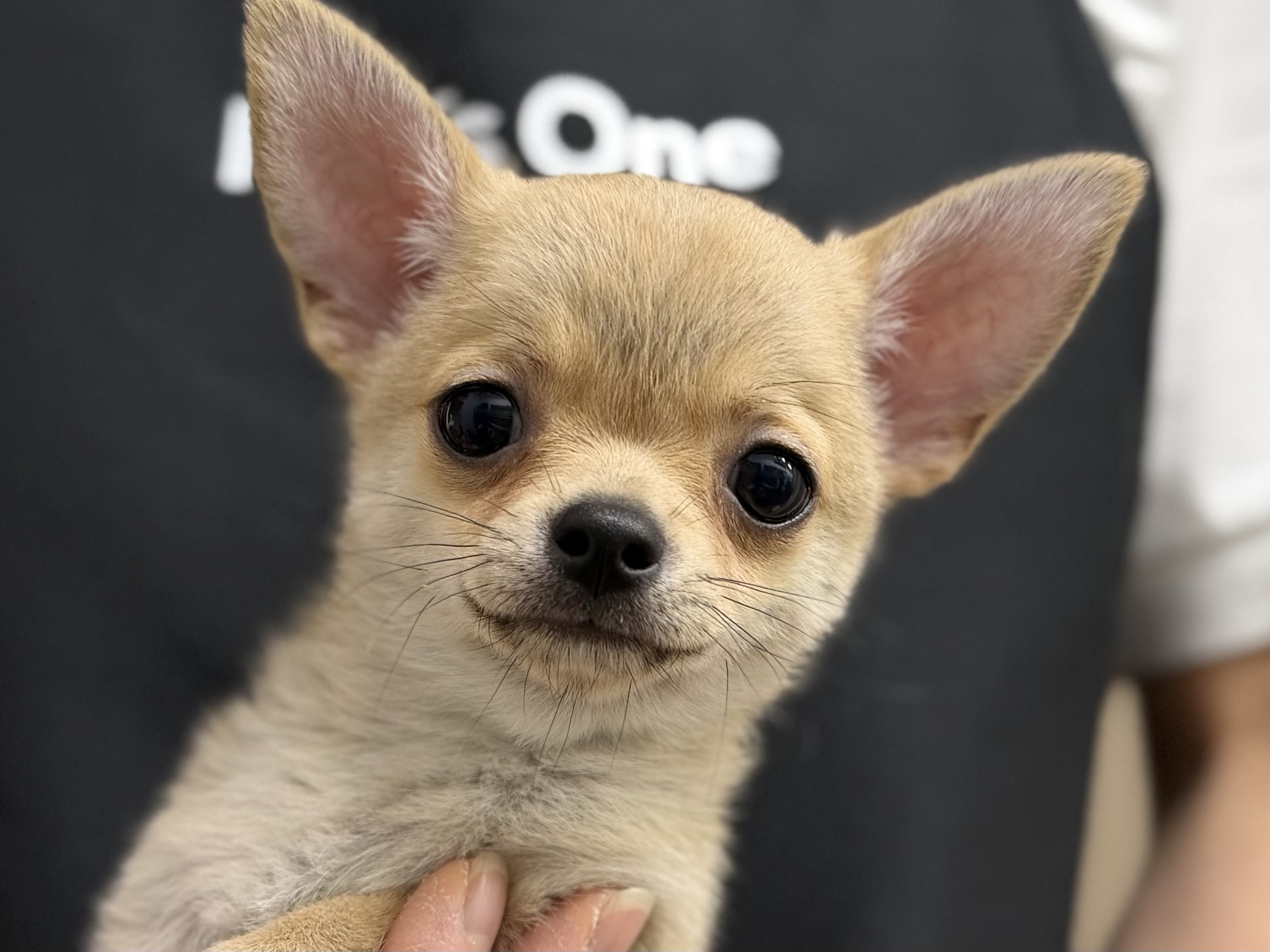 愛知県のチワワ(ロング) (ペッツワン名古屋堀田店/2026年2月14日生まれ/男の子/レッド)の子犬