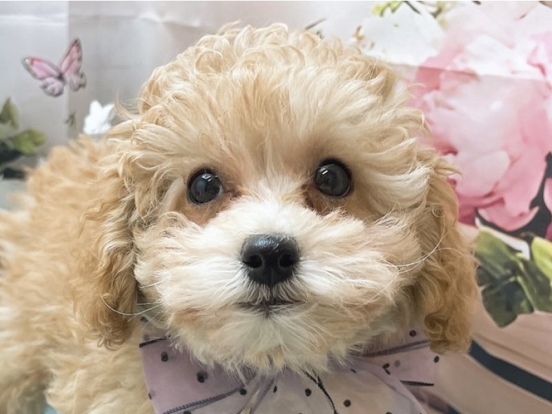 沖縄県のトイプードル(トイ) (ペッツワンFCあがり浜店/2025年11月1日生まれ/女の子/アプリコット)の子犬