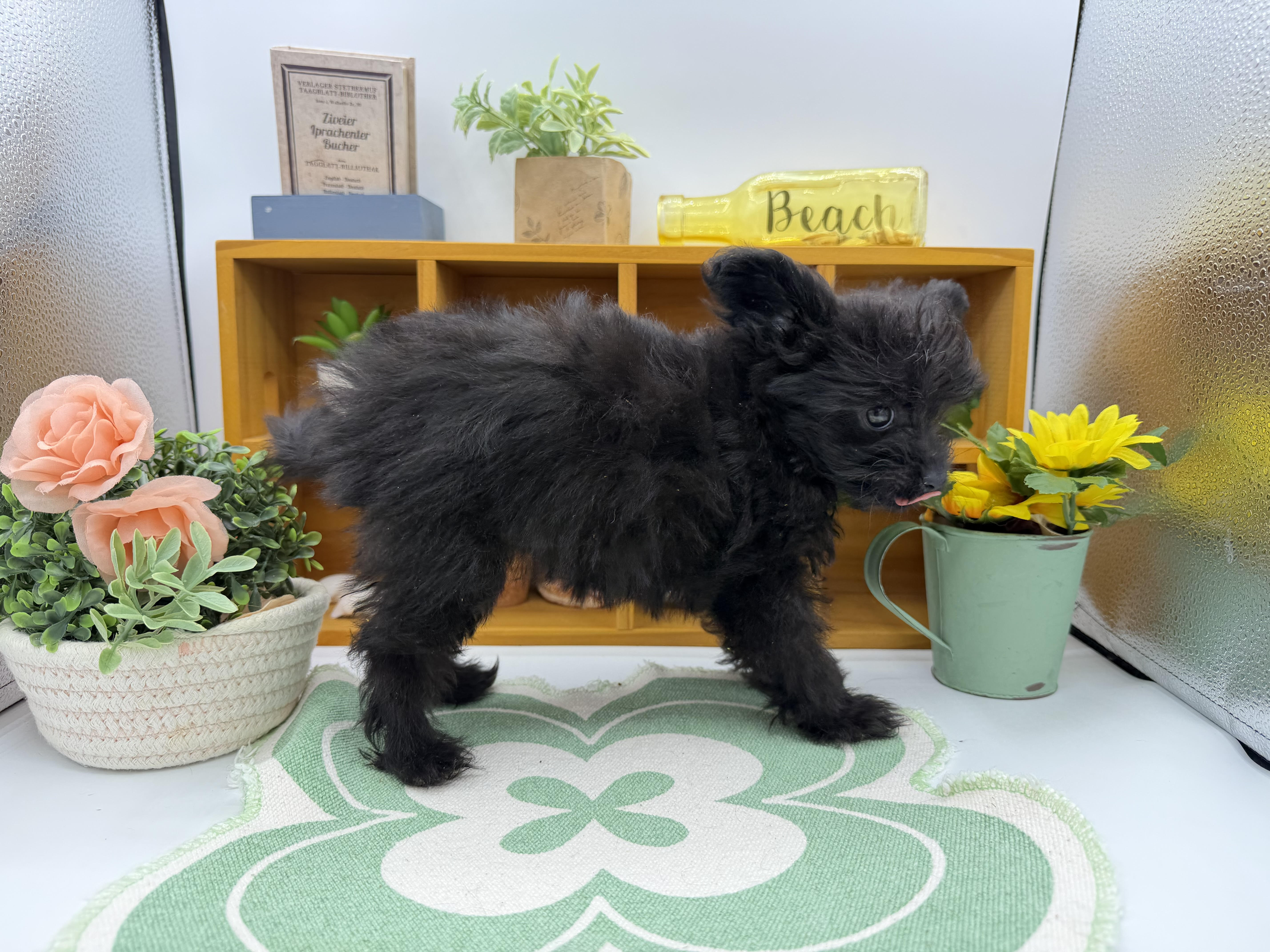 静岡県のハーフ犬・ミックス犬 (ペッツワン清水店/2026年1月28日生まれ/女の子/ブラック)の子犬の2枚目の画像