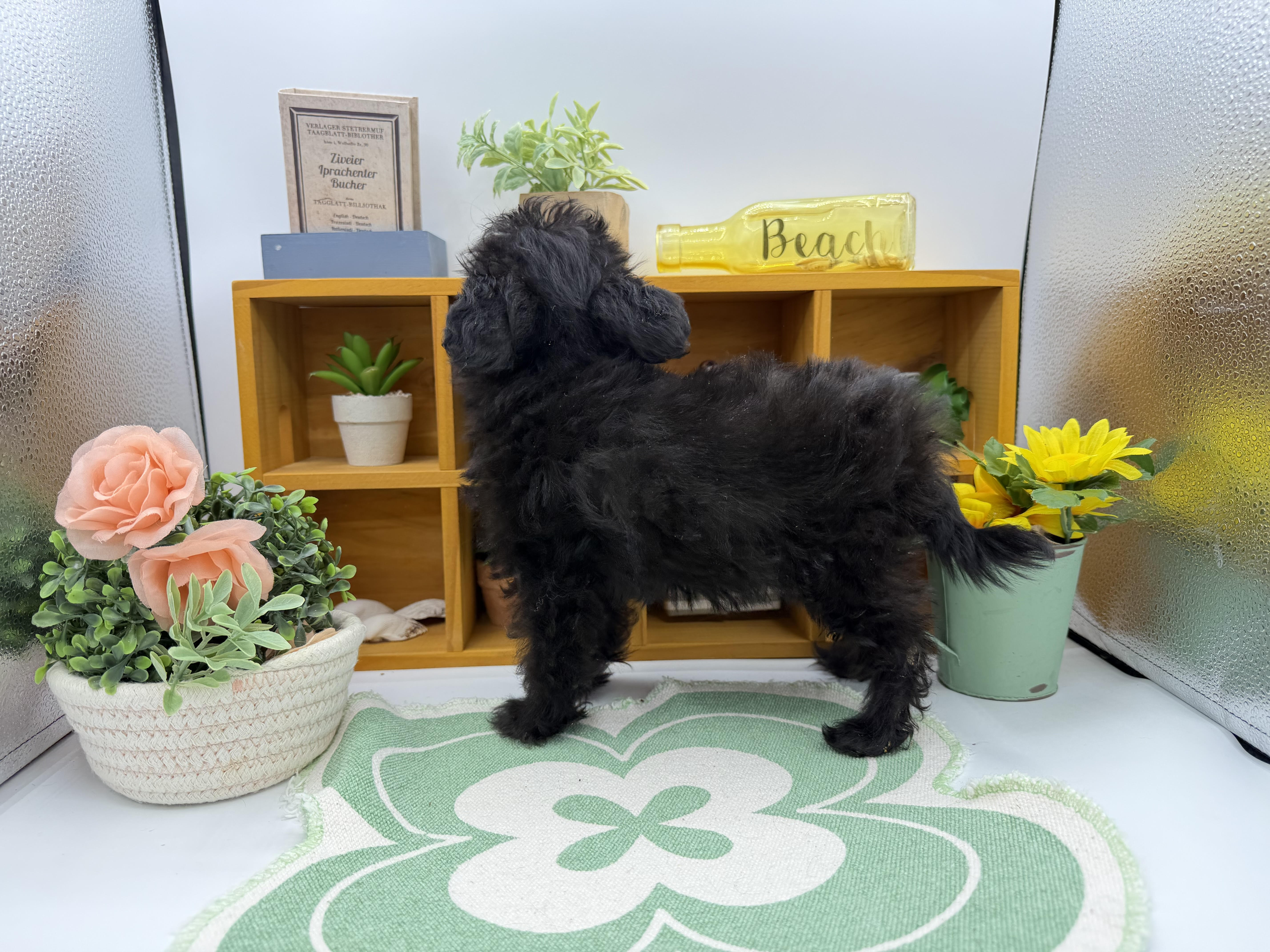 静岡県のハーフ犬・ミックス犬 (ペッツワン清水店/2026年1月28日生まれ/女の子/ブラック)の子犬の3枚目の画像