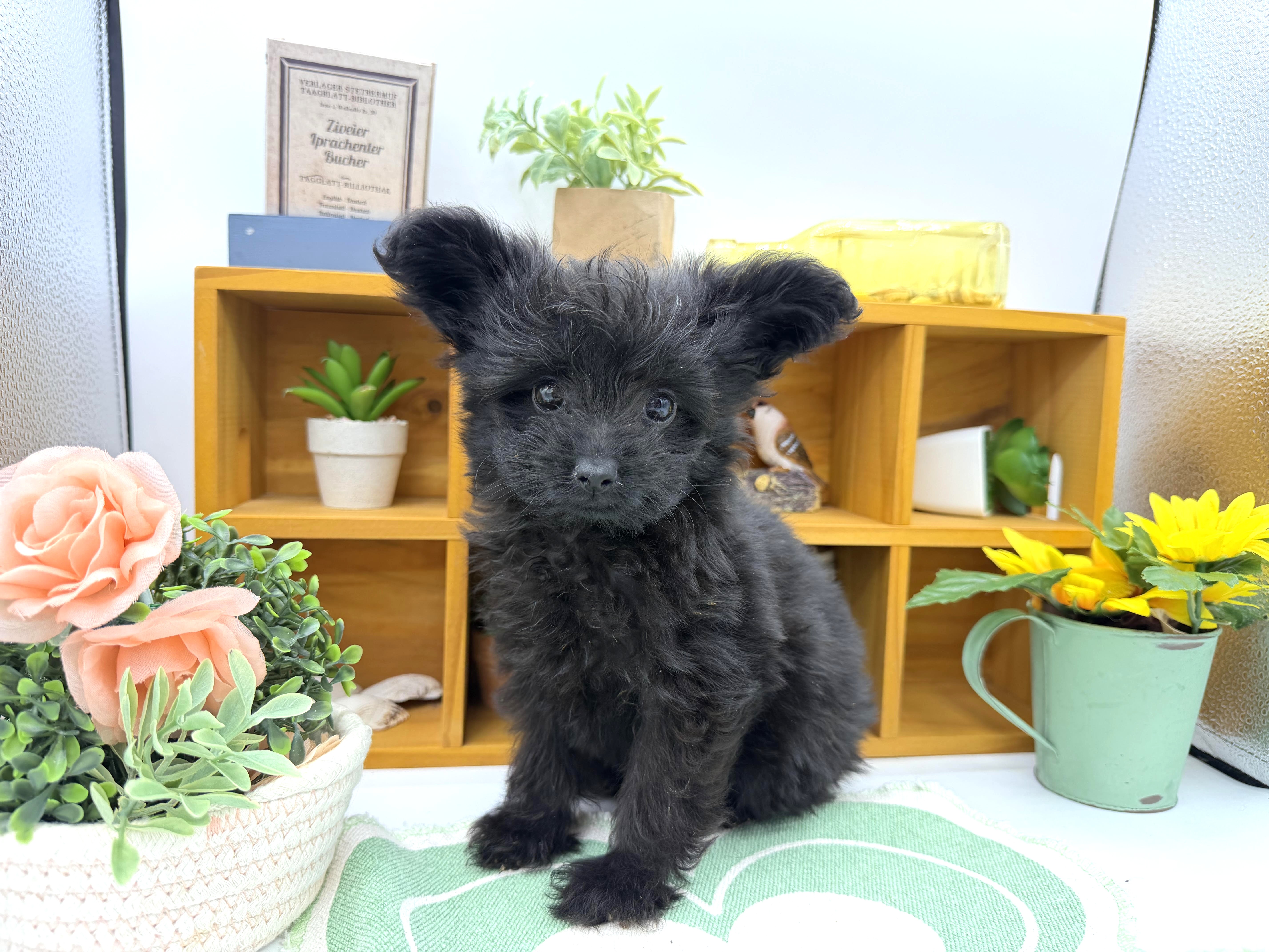 静岡県のハーフ犬・ミックス犬 (ペッツワン清水店/2026年1月28日生まれ/女の子/ブラック)の子犬の1枚目の画像