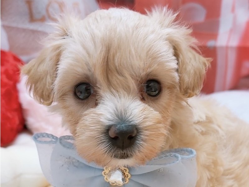 沖縄県のハーフ犬・ミックス犬 (ペッツワンFCあがり浜店/2026年1月15日生まれ/女の子/アプリコット)の子犬